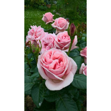 Чайно- гібридна троянда Афродіта (Aphrodita) 

Tantau Німеччина, 2006, Hybrid Tea