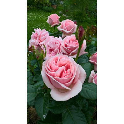 Чайно- гібридна троянда Афродіта (Aphrodita) 

Tantau Німеччина, 2006, Hybrid Tea