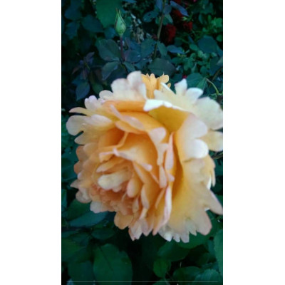 Роза флорибунда “Раффлс Дрим” – Rosa floribunda “Ruffles Dream”