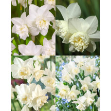 Нарцис White Marvel (Вайт Марвел)