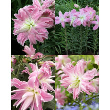 Лілію Lotus Elegance (луковиці)