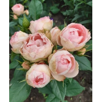 Роза Пиони Пинк. (Peony Pink) Ч/Г 2х річка