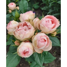 Роза Пиони Пинк. (Peony Pink) Ч/Г 2х річка