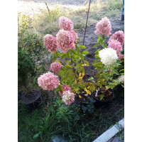 Гортензія метильчаста Медджикал Світ Саммер (Magical Sweet Summer) 5 ЛІТКИ В ПРОДАВЦІ