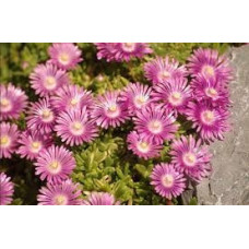 Делосперма Sundella Lavender