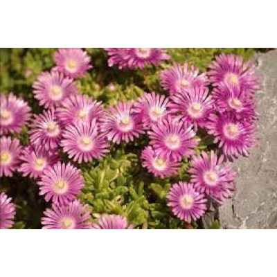 Делосперма Sundella Lavender