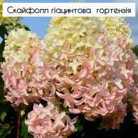 Гортензія Скайфол 2х