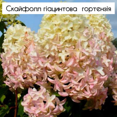 Гортензія Скайфол 2х