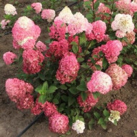 Гортензія метильчаста Ваніла Фрейз (Vanille Fraise)