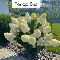 Гортензія волотиста Полар Бір