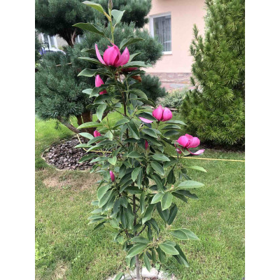 Магнолія  Pink Piramide