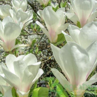 Магнолія Суланжа
‘Lennei Alba’

Magnolia x soulangeana 'Lennei Alba'