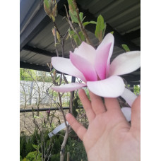 Магнолія MAGNOLIA X SOULANGEANA 'LENNEI', МАГНОЛИЯ СУЛАНЖА 'ЛЕННЕЙ'