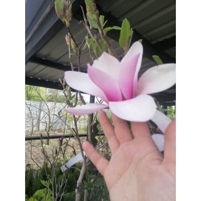 Магнолія MAGNOLIA X SOULANGEANA 'LENNEI', МАГНОЛИЯ СУЛАНЖА 'ЛЕННЕЙ'