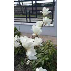 МАГНОЛІСТЬ СУЛАНЖУ АЛЬБА СУПЕРБА MAGNOLIA  SOULANGEANA ‘ALBA SUPERBA’