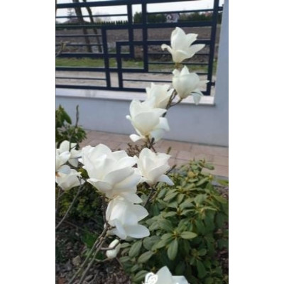 МАГНОЛІСТЬ СУЛАНЖУ АЛЬБА СУПЕРБА MAGNOLIA  SOULANGEANA ‘ALBA SUPERBA’