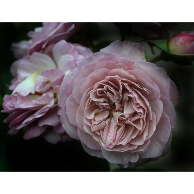 Роза Флоранс Делатр

Rosa Florence Delattre