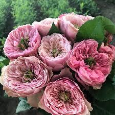 Роза Northanger Abbey (Нортенгерское Абатство)