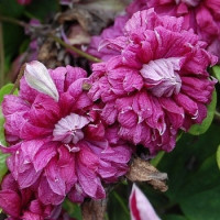 Клематис Purpurea plena elegans ( Пурпуреа Плена Элеганс ) 2х річні