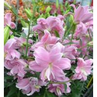 Описание восточной лилии Лотус Брезе (Lotus  Breeze)