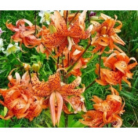 Лілія Flore Pleno