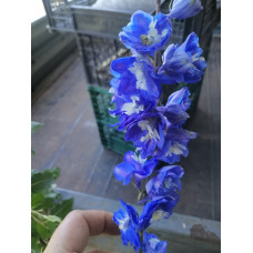 Дельфініум Dark Blue white Bee