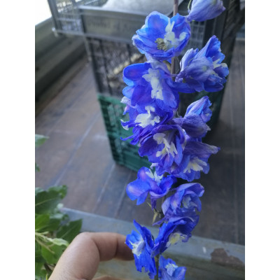 Дельфініум Dark Blue white Bee