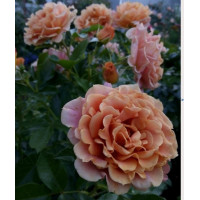 Троянда » Пампкін Патч » 
Pumpkin Patch 3х річні
Christian Bédard США, 2008
Флорібунда  
Троянда-хамелеон.