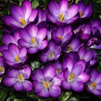 Крокус ботанічний  Крокус Barr's Purple 5/6, 10шт
