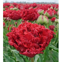 Тюльпан Катар 12+

Tulipa Qatar
