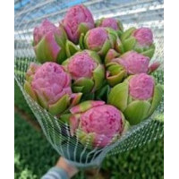 Тюльпан Строберрі Куїн 12+
Tulipa Strawberry Queen