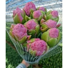 Тюльпан Строберрі Куїн 12+

Tulipa Strawberry Queen