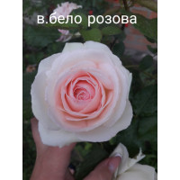 Роза плетистая Поле Рояль 2х річні
