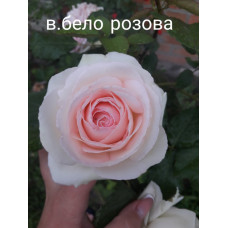 Роза плетистая Поле Рояль 2х річні