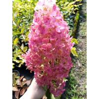 Гортензія метильчаста (Hydrangea paniculata `Magical Flame')