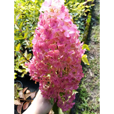 Гортензія метильчаста (Hydrangea paniculata `Magical Flame')