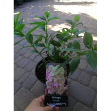 Гортензія Бонфаєр 