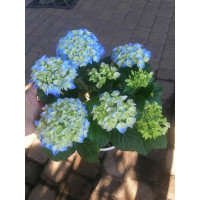 Гортензия Хай Маунтин (Hydrangea macrophylla Hi Mountain) 3х річка