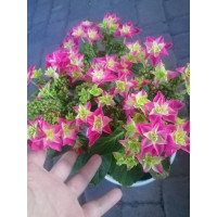 Гортензія Tiffani Pink.