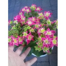 Гортензія Tiffani Pink.