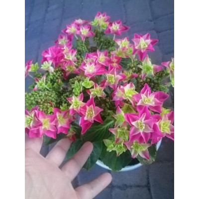 Гортензія Tiffani Pink.