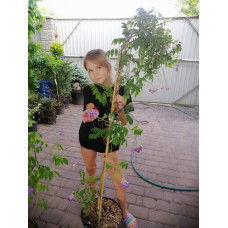 Гліцинія кущова Лонгвуд Перпл(Wisteria frutescens american) Longwood Purple
Саженці 6 років 160+