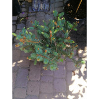 Ялина колюча Герман Нау ~ Picea pungens Hermann Naue