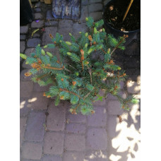 Ель колючая Герман Нау ~ Picea pungens Hermann Naue
