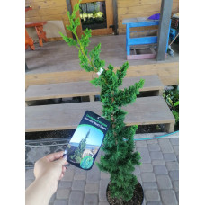 Кіпарисовик Вісселс Сагуаро / С5 / h 110,120 / Wissel's Saguaro