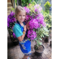 Рододендрон Grandiflorum (Грандифлорум) – гибрид вида Кетевбинский 8 річні