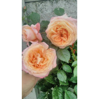 Роза Барок 3х річні 

Rosa Barock
