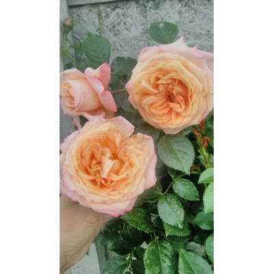 Роза Барок 3х річні 

Rosa Barock