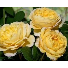 Роза Чарльз Дарвин / Rosa Charles Darwin 3х річні