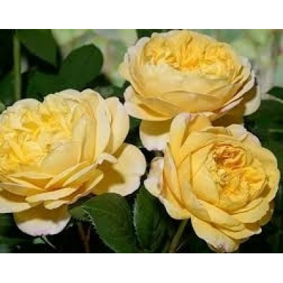 Роза Чарльз Дарвин / Rosa Charles Darwin 3х річні